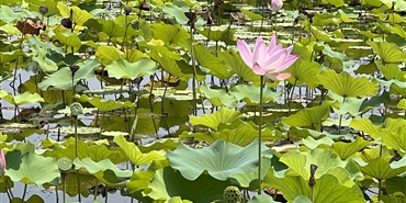 集团举办“学盛会精神 铸廉洁bv1946伟德官网” 书画摄影作品展